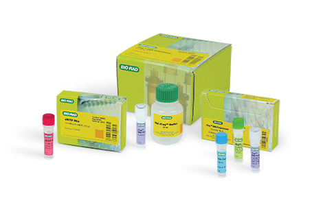 Standard PCR Enzymes and Reagents